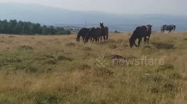Beautiful horses