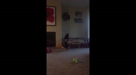 Dog and cat fight over ball pit territory