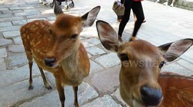 East Asian spotted deer lick and groom each other