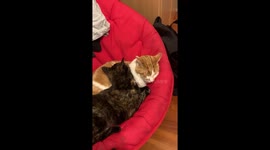 Sweet cats