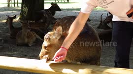 A deer grabs a tourist map and tries to eat it