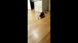 Cat playing with laser toy