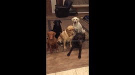 Five patient Labradors and one Labradorkie with a ball.