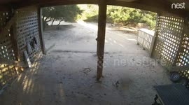 Wild Horses Running Around Beach House in Winter