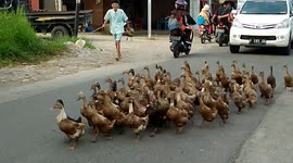 Drivers relented as a happy trip home dozens of ducks