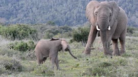 Baby elephant runs to the safety of his mom.