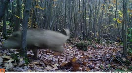 Wild boar surprised when it sees the camera