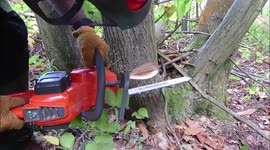 Felling a tree with a battery electric chainsaw