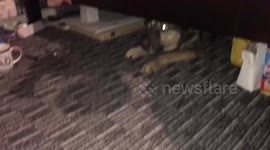 Hilarious dog army crawls in and out of bed for food