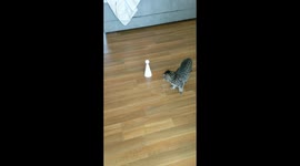 Cat playing with laser toy