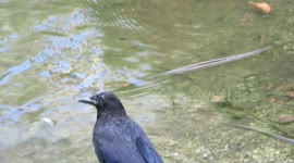 A crow washing itself in a castle moat river