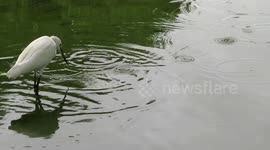 An egret hunts for food in a pond