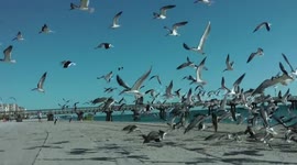 Flock of birds on the beach take flight