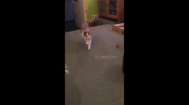 Cat playing fetch!