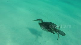 Amazing footage of a cormorant diving, looking for fish