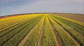 Aerial footage of colorful tulip fields