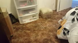 Jellybean playing hide and seek with me