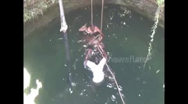 Deer that fell into 30ft deep well, rescued after marathon operation