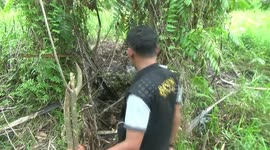 Residents at palm oil plantation discover giant croc nest near their fields