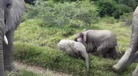 Two playful baby elephants engage in wrestling match as herd grazes in South Africa