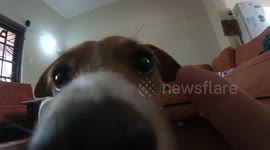 Adorable Dog Yawns Into Camera