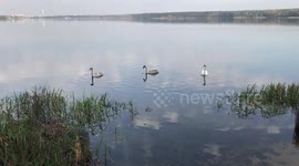 Beautiful swans swimming in a lake