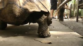 Tortoise walking from behind