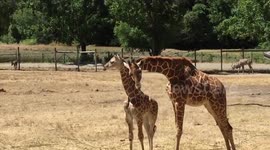 Excited baby giraffe