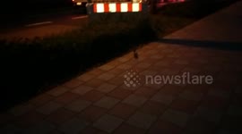 Running Hare in the streets of Cologne