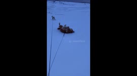 These dogs love to slip and slide all over the ice