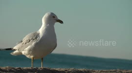 Bird grooms itself on the beach