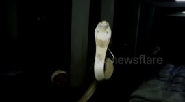 Rare footage shows furious cobra spitting deadly venom at rescuer