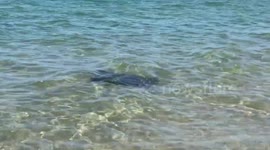 Stingrays swim daily to say hello to locals
