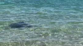 Stingrays are friends with locals