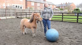 Pony becomes obsessed with playing FOOTBALL