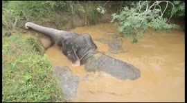 Struggling elephant rescued from farm well in Sri Lanka