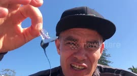 Aussie stings himself with Man O’War jellyfish to challenge his pain threshold