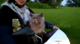 The cat enjoys going out on the bike