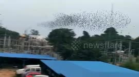 Bird create shapes in sky in Southern India