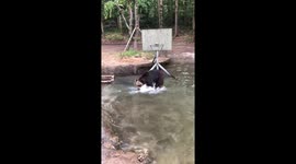 Tourists are surprised when they see a performance playing basketball and stopping the bus to get the food of the bears