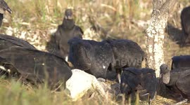When Predator Becomes Prey! Vultures Devour Fallen Gator