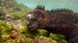 Stunning footage shows Galapagos marine iguanas underwater