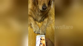 Golden retriever switches off unflattering video of itself snoring