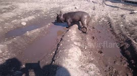 French bulldog Betty