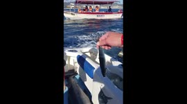 Sea lion jumps on boat!!