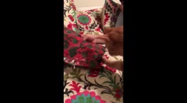Cat opens gift on his first christmas