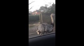 Ostrich on the loose on Oxfordshire roads