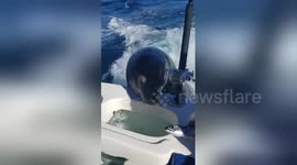 Cute sea lion hitches a lift on boat