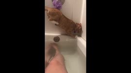 Cat hilariously fails at climbing over bathtub after miscalculating her steps