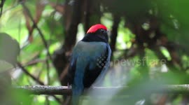 Listen to the piercing birdsong of the young male blue manakin of the Brazilian rainforest